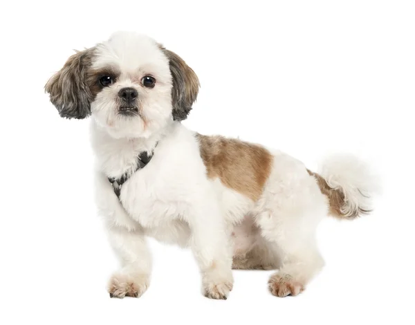 Shih Tzu (3 lat) — Zdjęcie stockowe