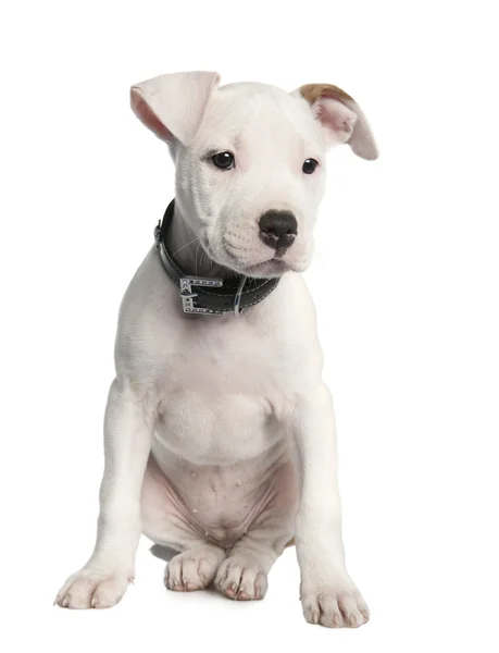 Parson Russell Terrier puppy zitten in de voorkant van witte achtergrond — Stockfoto