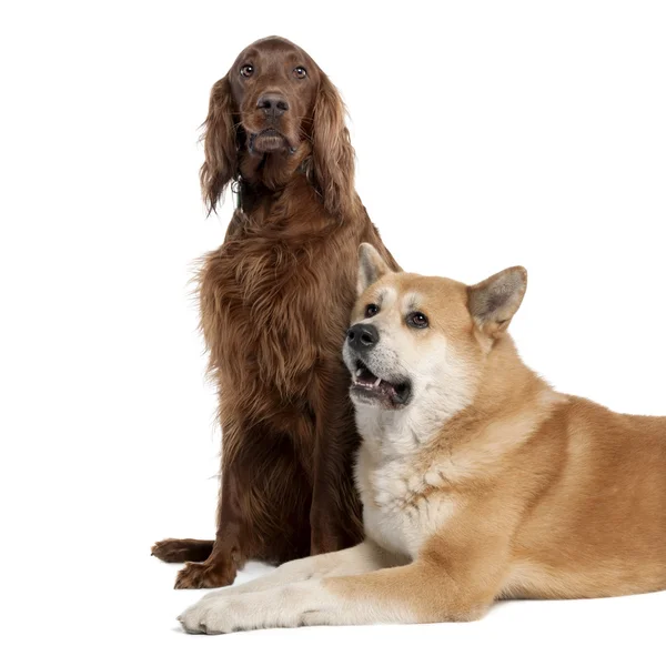 Couple of a Irish Setter (3 years) and a akita inu (4years old) — Stock Photo, Image