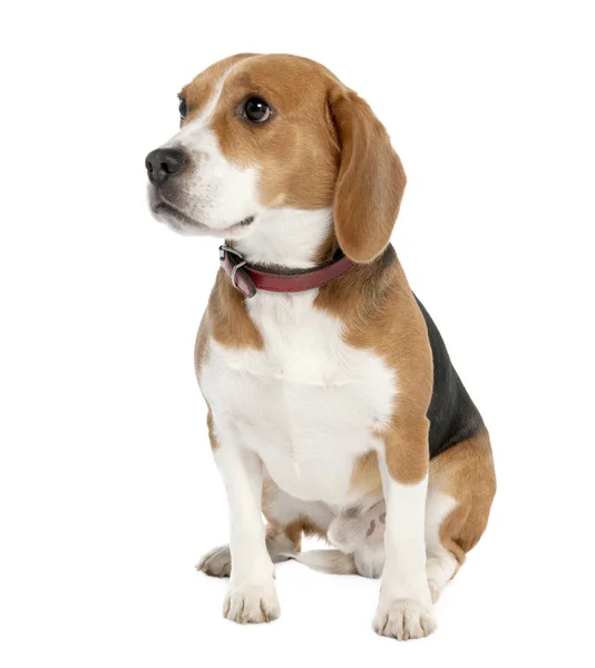 Beagle (18 months old) — Stock Photo, Image