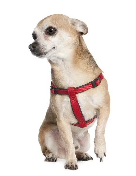 Chihuahua (6 años) ) — Foto de Stock
