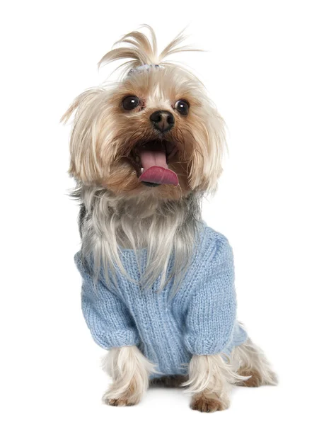 Yorkshire Terrier (4 years old) — Stock Photo, Image