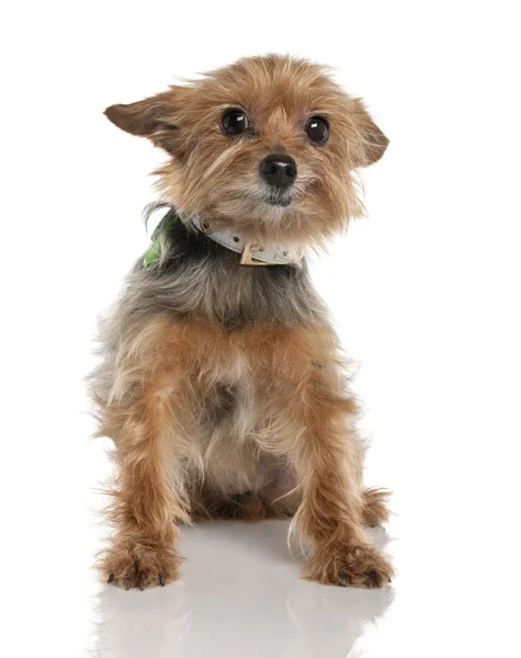 Yorkshire Terrier (9 Jahre)) — Stockfoto