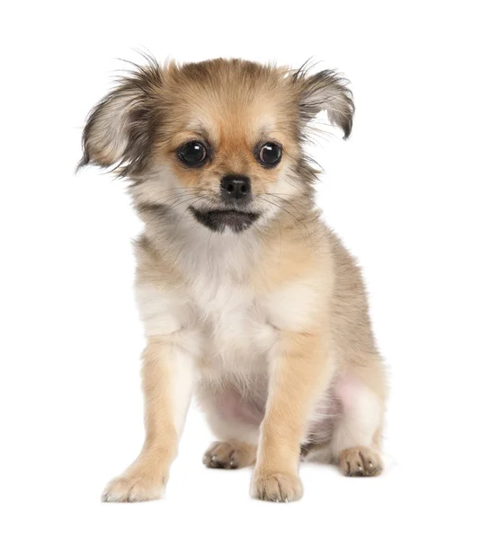 Chihuahua (4 Monate alt)) — Stockfoto
