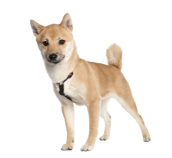 Shiba inu hundvalp (4 månader gammal) — Stockfoto