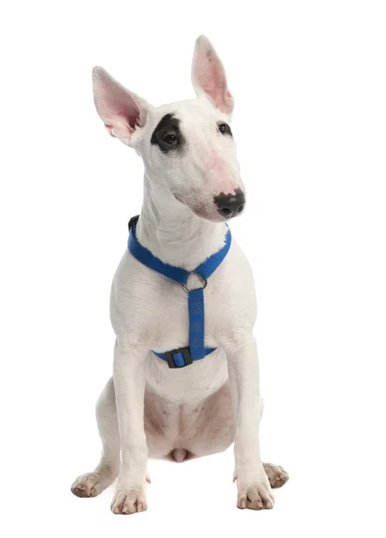 Bull Terrier puppy (7 months old) in front of a white background — Stock Photo, Image