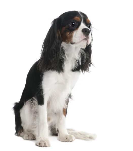 Cavalier King Charles Spaniel (18 months old) — Stock Photo, Image