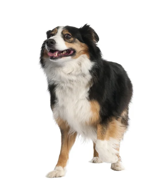 Mixed-Breed Dog between a border collie and a bernese montaine d — Stock Photo, Image