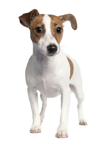 Jack russell (10 months old) — Stock Photo, Image