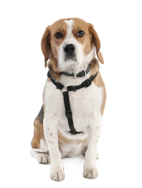 Beagle (2 years old) — Stock Photo, Image