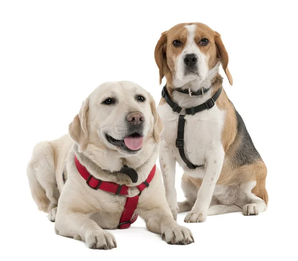 Couple of a Beagle and a labrador (4 and 2 years old) — Stock Photo, Image