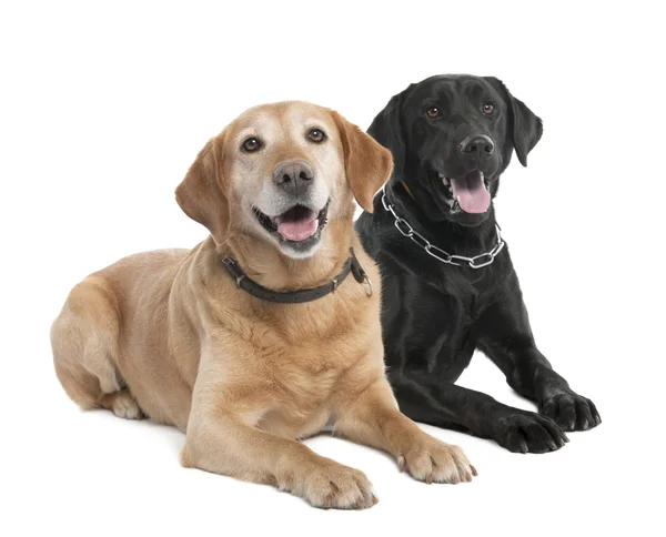 Couple of two Labradors (2 and 7 years old) — Stock Photo, Image