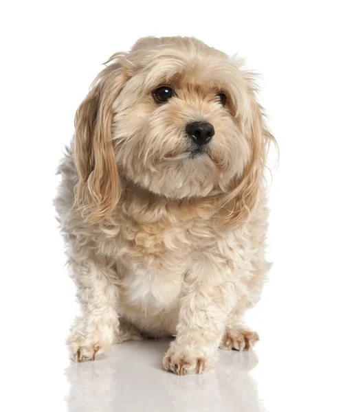 Maltese hond (7 jaar oud) — Stockfoto