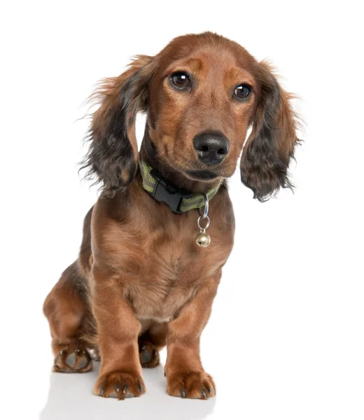 Είδος γερμανικού κυνηγετικού σκύλου κουτάβι (5 μηνών) — Φωτογραφία Αρχείου