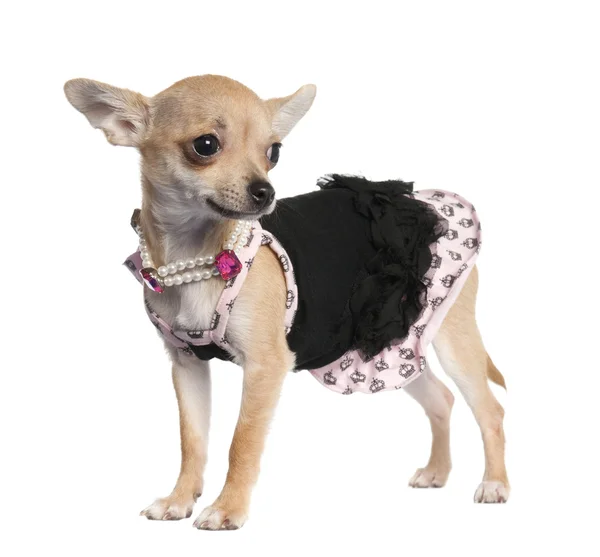 Chihuahua köpek yavrusu (5 aylık) — Stok fotoğraf