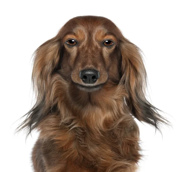 Close-up of a Dachshund's head looking at the camera (7 years o — Stock Photo, Image
