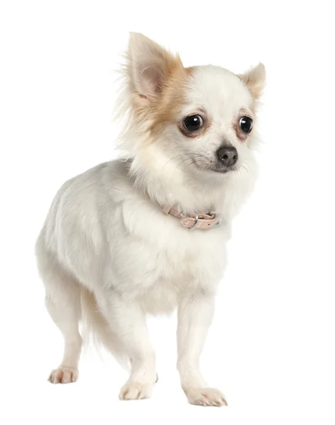 Chihuahua de pelo largo (11 meses) ) — Foto de Stock