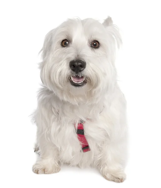 West Highland White Terrier (7 år gammal) — Stockfoto