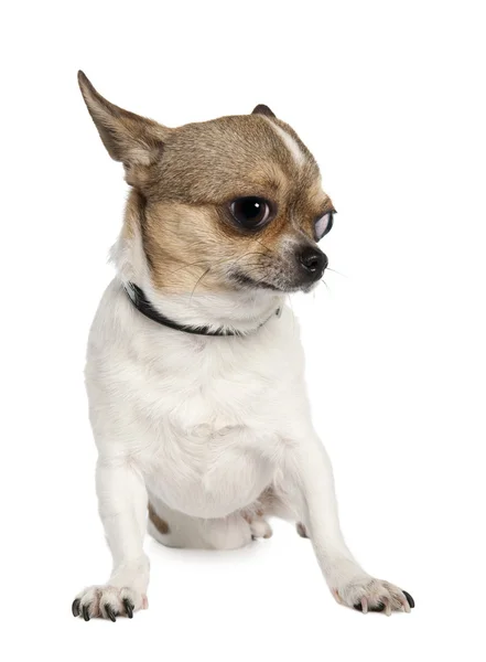 Chihuahua (3 years old) — Stock Photo, Image