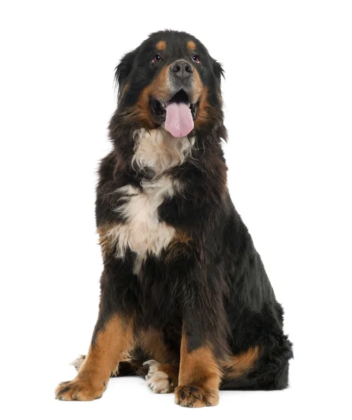 Bernese cão de montanha (4 anos ) — Fotografia de Stock