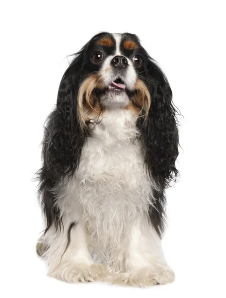 Cavalier King Charles Spaniel (3 years old) — Stock Photo, Image