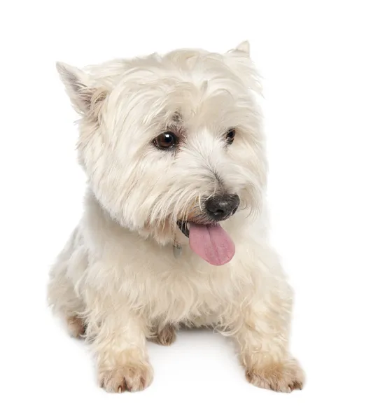 West Highland White Terrier (10 år) — Stockfoto