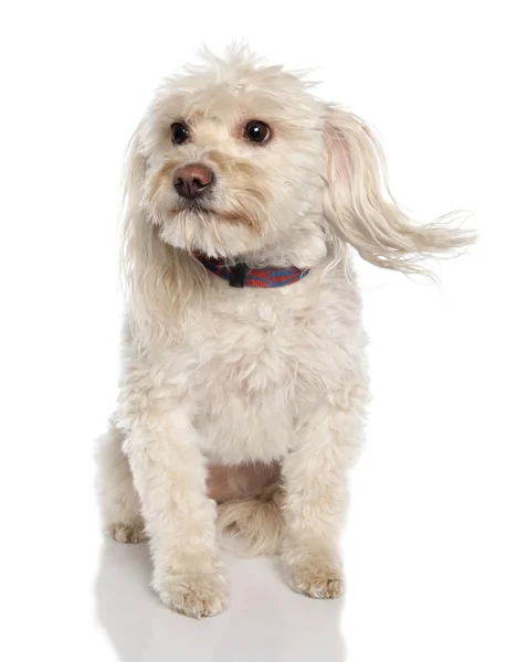 Karışık-Breed köpek bir Malta ve Coton de Tulear (5 yıl arasında — Stok fotoğraf