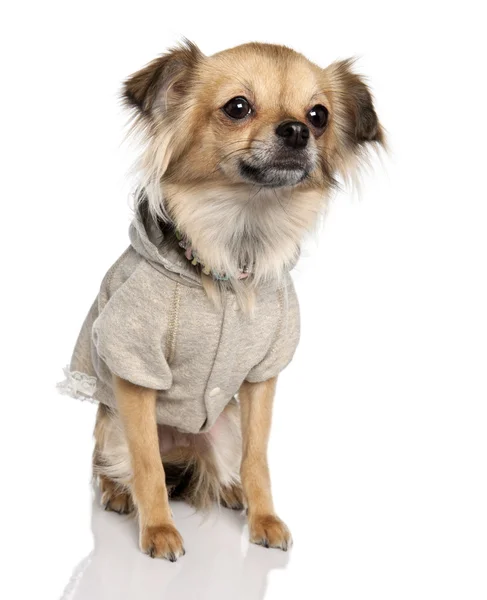 Chihuahua długowłosy (2 lat temu) — Zdjęcie stockowe