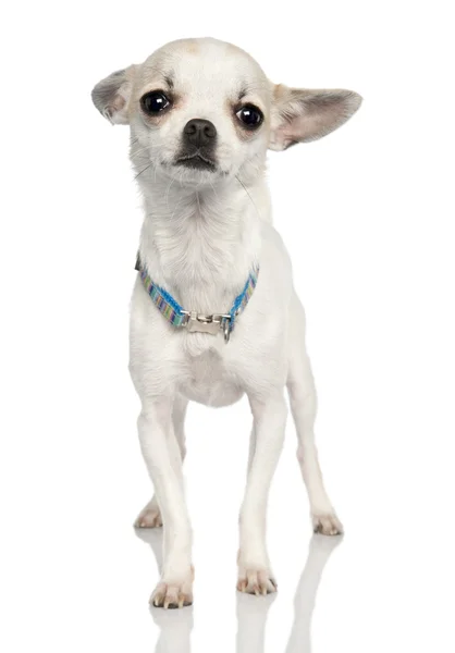 Chihuahua (11 months old) — Stock Photo, Image