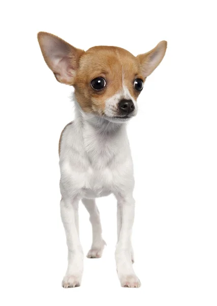 Cãozinho Chihuahua (4 meses de idade ) — Fotografia de Stock
