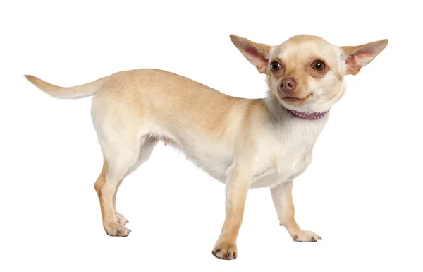 Chihuahua (11 Monate alt)) — Stockfoto