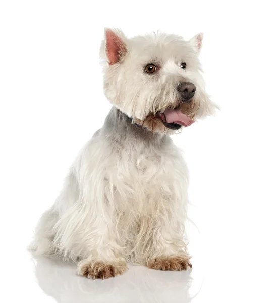 West Highland White Terrier (5 Jahre alt)) — Stockfoto