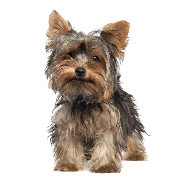 Yorkshire Terrier puppy (5 months old) — Stock Photo, Image
