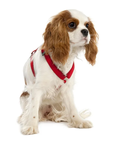 Cavalier King Charles Spaniel puppy (7 months old) — Stock Photo, Image