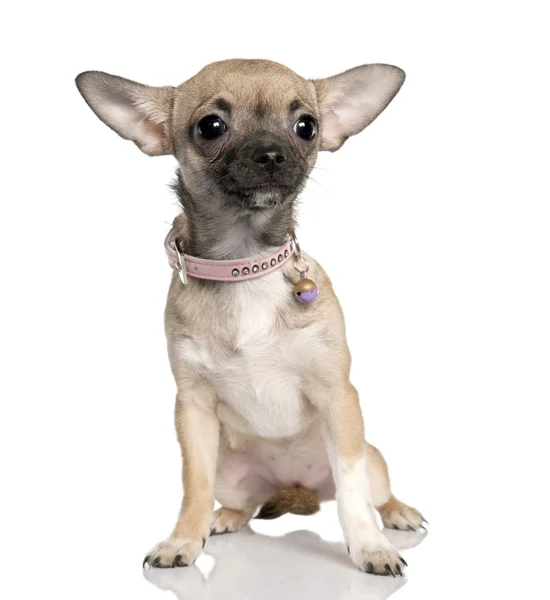 Chihuahua (2 roky staré) — Stock fotografie