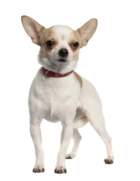Chihuahua (2 years old) — Stock Photo, Image