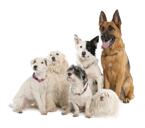 Group of german shepherd, border collie and some crossbreed — Stock Photo, Image
