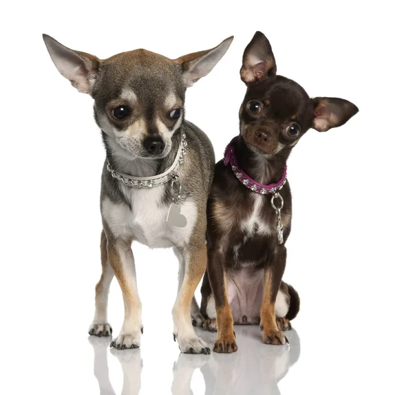 Paar Chihuahua (8 Monate und 19 Monate alt)) — Stockfoto