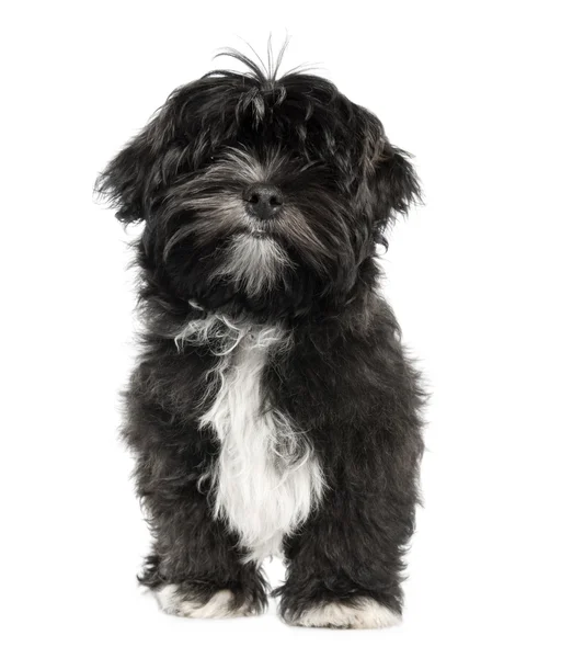 Lhasa Apso puppy (4 months old) — Stock Photo, Image