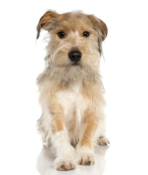 Mixed-Breed Dog with a griffon (18 months old) — Stock Photo, Image