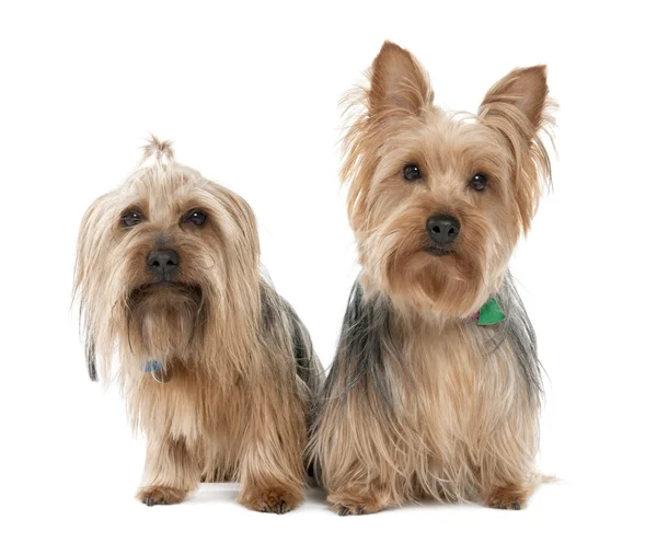 Couple of Yorkshire Terrier (2 years and 5 years old) — Stock Photo, Image