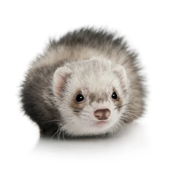 Portrait of young ferret in front of white background, studio sh — Stock Photo, Image