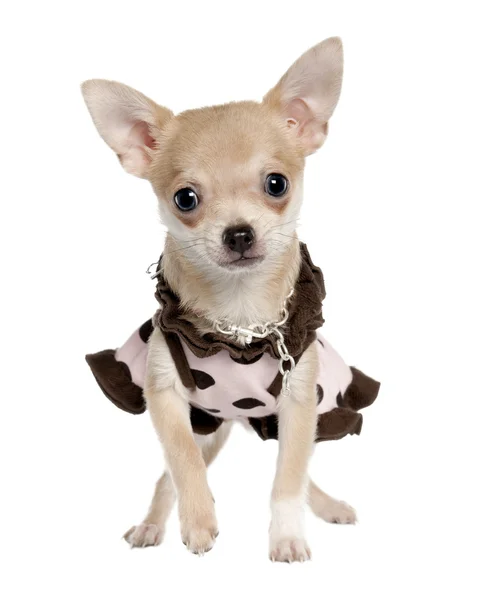 Chihuahua-Welpe (5 Monate alt)) — Stockfoto