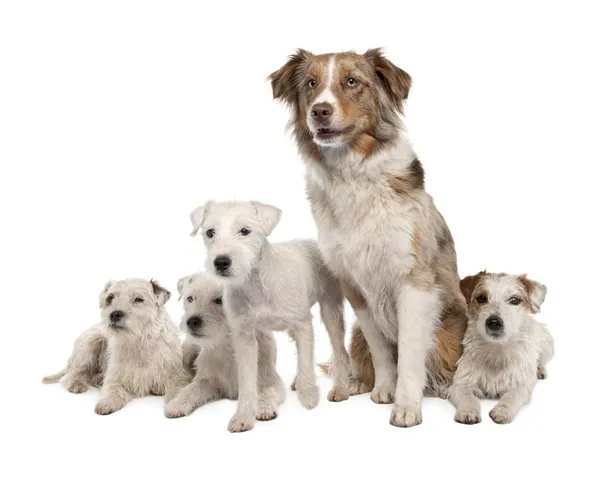Group of 4 Parson Russell Terrier and a Australian Shepherd — Stock Photo, Image