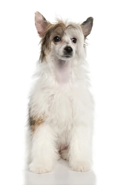 中国冠毛犬粉扑 (4 个月的狗-) — 图库照片