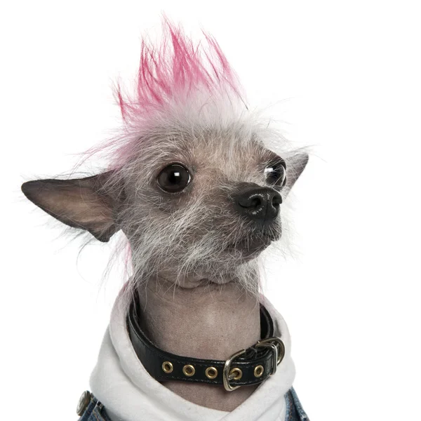 Chinese Crested Dog - Hairless (2 years old) — Stock Photo, Image