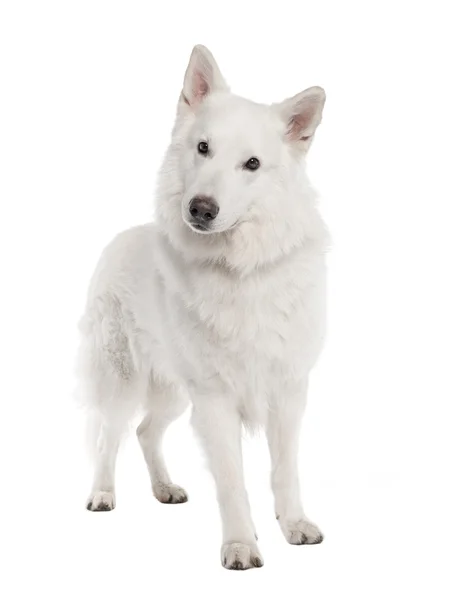 Bílý ovčák pes (6 let) — Stock fotografie