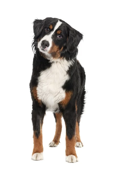 Bernese mountain dog (14 months old) — Stock Photo, Image
