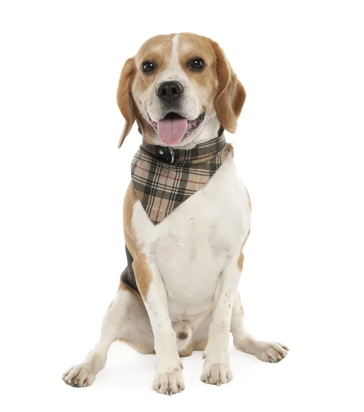 Beagle (20 miesięcy) — Zdjęcie stockowe