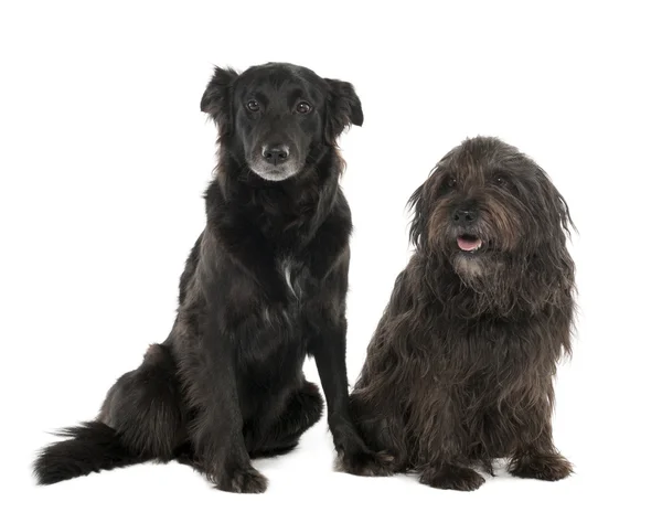 Couple of a Mixed-Breed Dog with a Border Collie and a Gos d'Atu — Stock Photo, Image